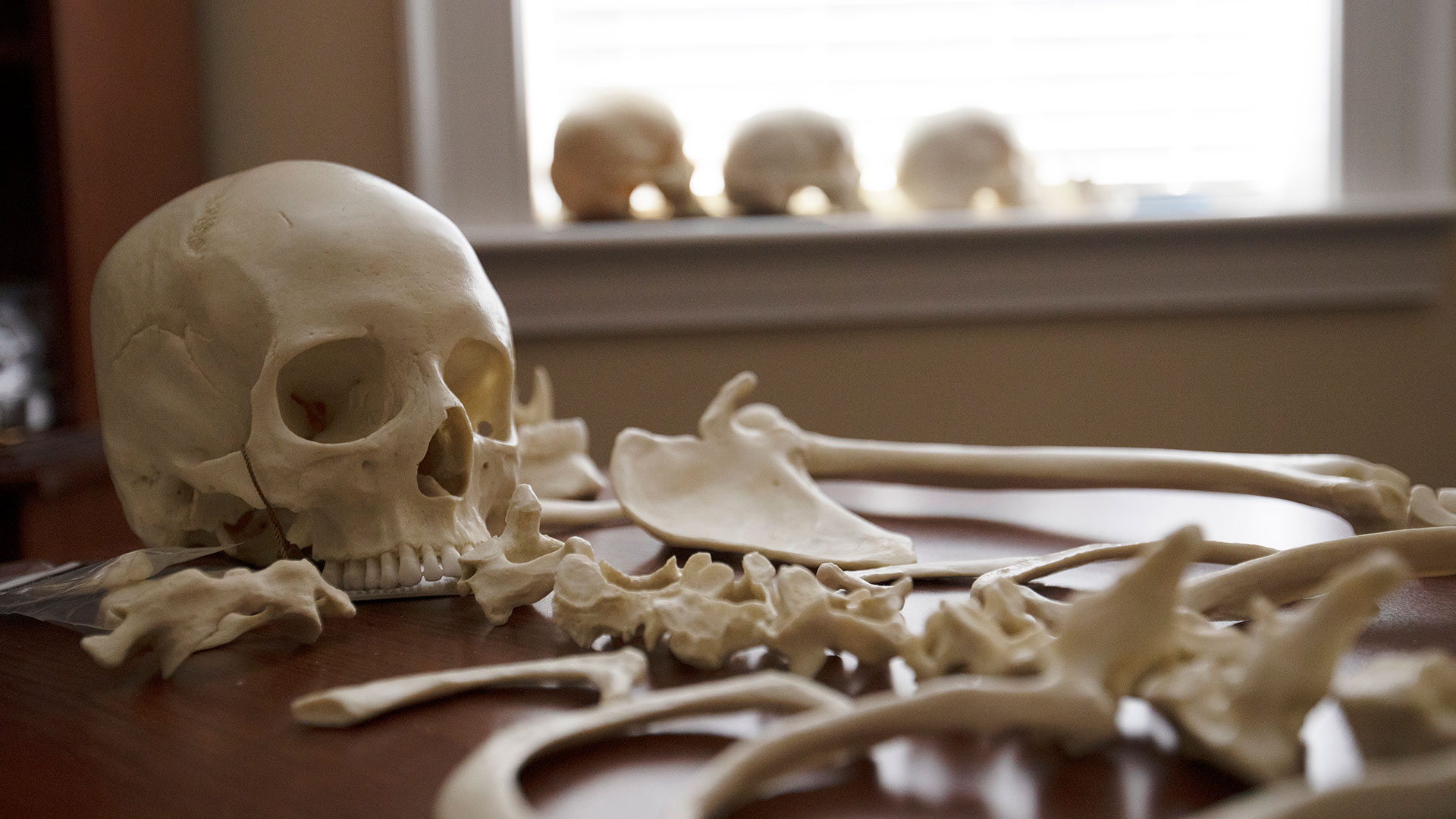 Deconstructed skeleton on a table