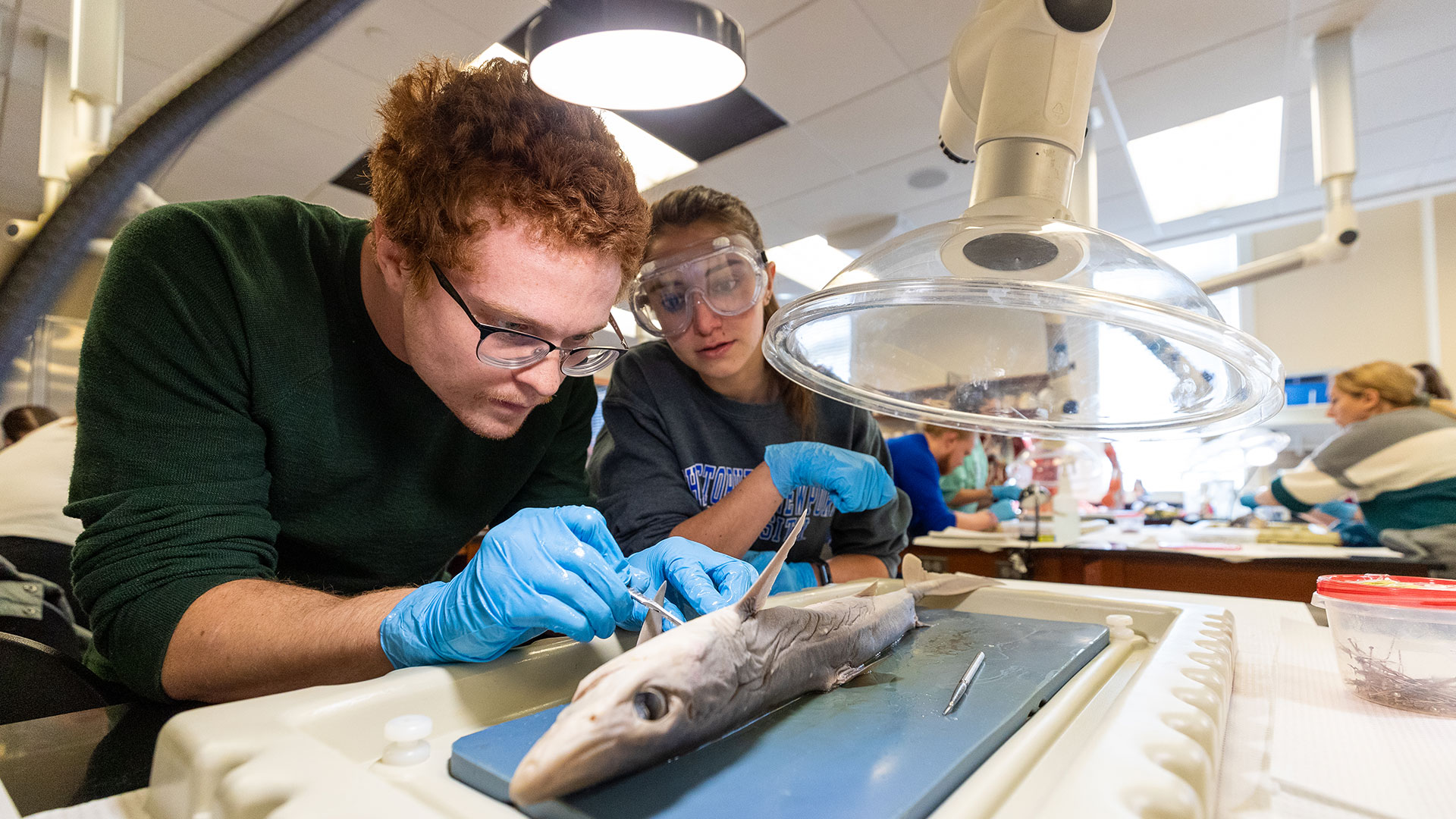 Students dissecting a shark