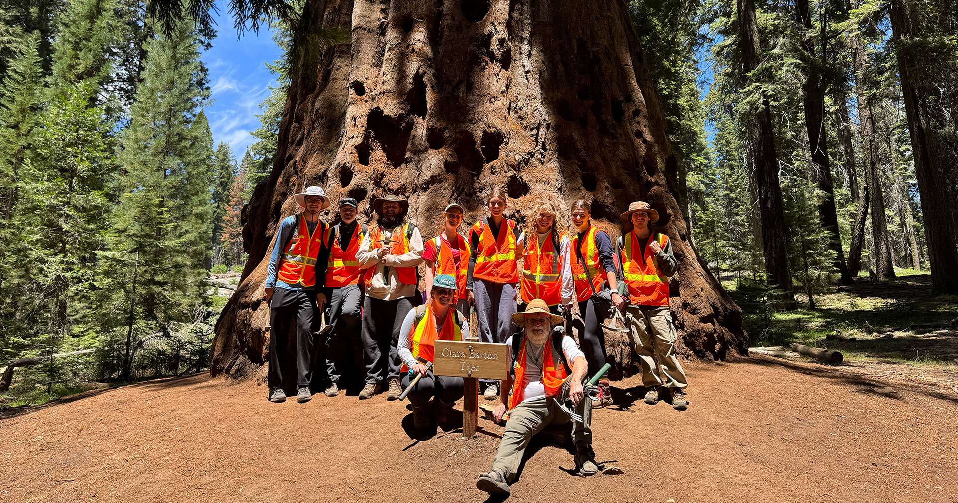 A group of students and faculty in orange safety vests stand at the base of the Clara Barton Sequoia tree.